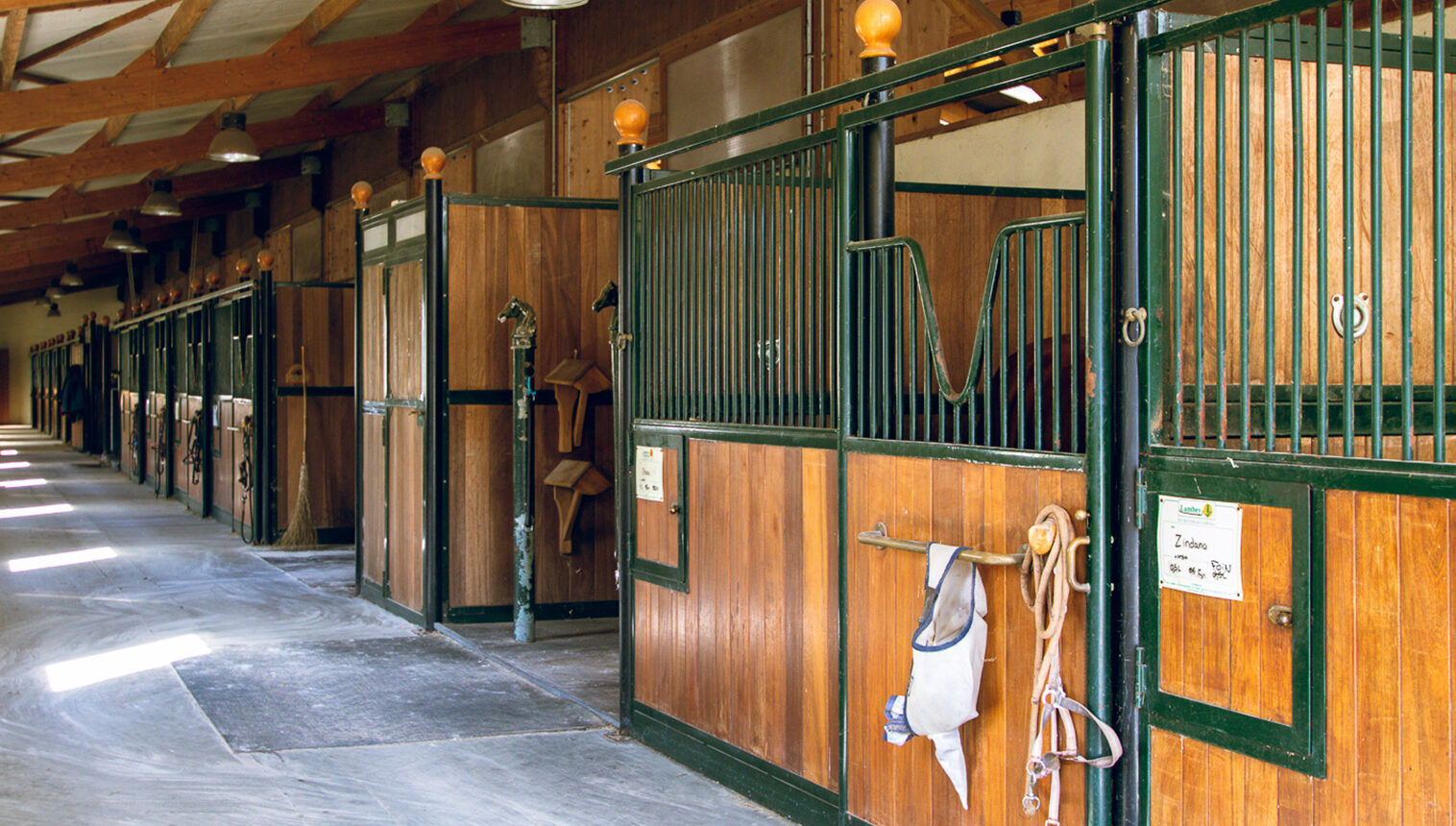 Box à cheval à louer - Haras de Castellane écurie haut de gamme en Provence