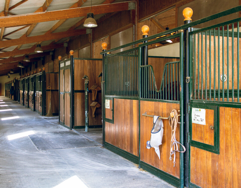 Box à cheval à louer - Haras de Castellane écurie haut de gamme en Provence