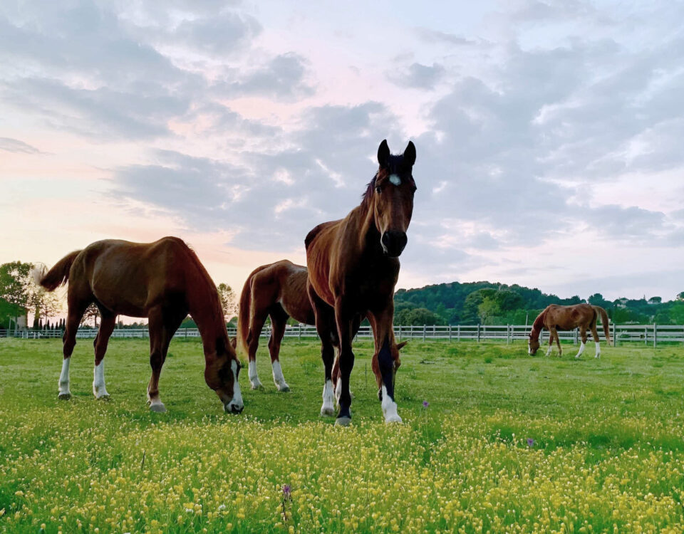 Chevaux-Haras-de-Castellane