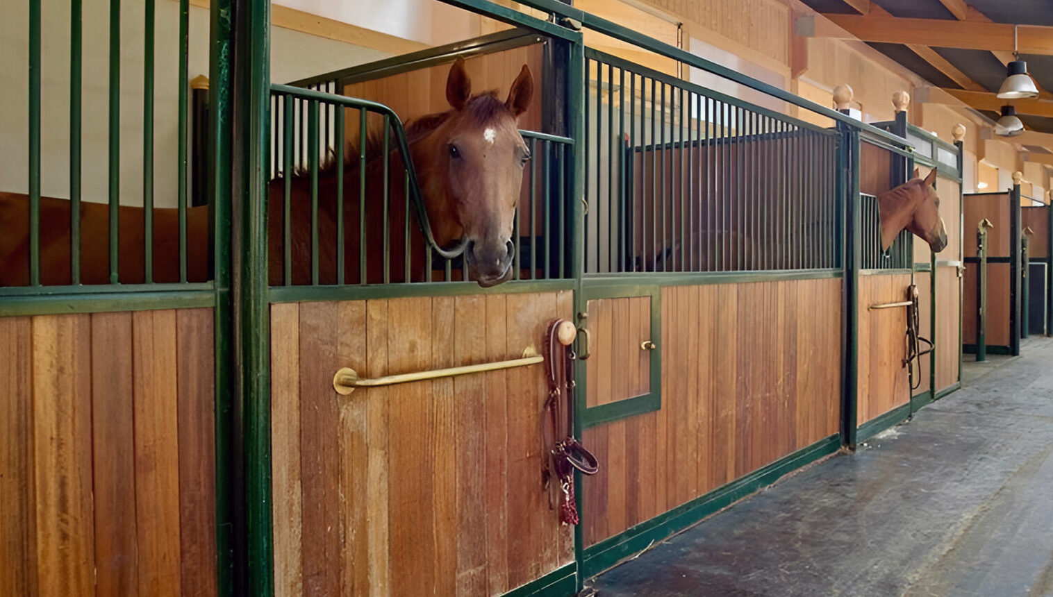 Pension cheval Haras de Castellane - Pertuis, Luberon, Provence