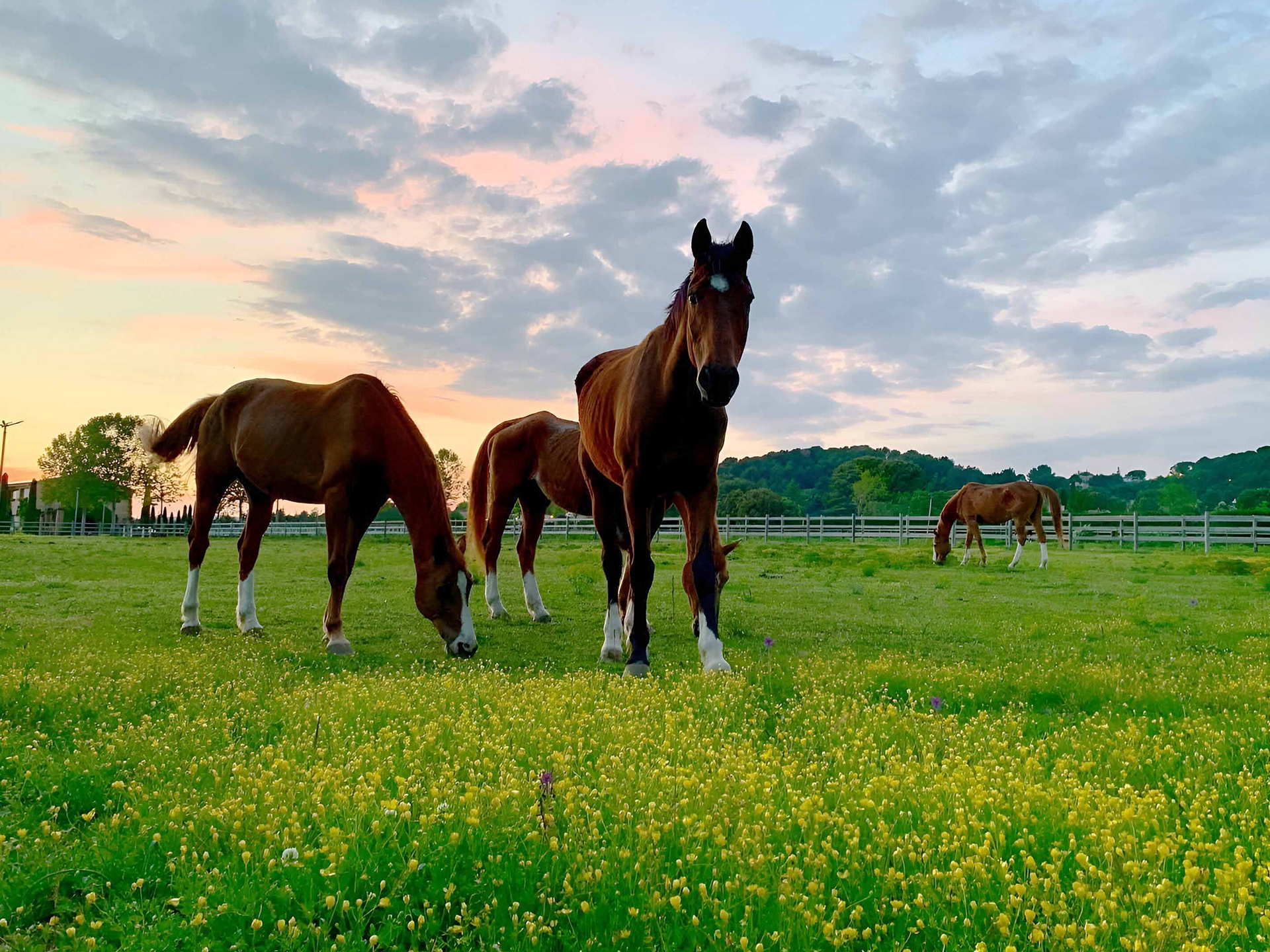 Chevaux au Haras de Casatellane - Organiser un évènement